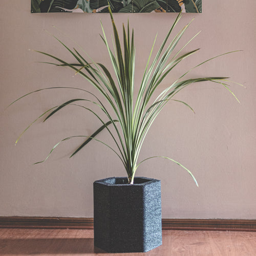 PANAL / Macetero L Black